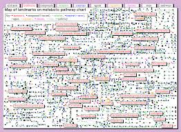 map of landmarks on metabolic pathway chart