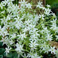 Image result for Ornithogalum seineri