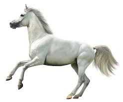 Grey Warmblood Tr Stock 1 Photoshop Images Animal Clipart Stock Images Free
