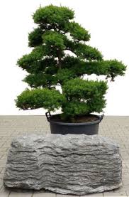 Bonsai De Shop Gartenbonsai Taxus Taxus14 Gartenbonsai Taxus Cuspidata Ca 25 Jahre Bonsai Plants Garden