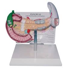 Check spelling or type a new query. Model Batu Empedu Medis Dan Epidemi Dan Anatomi Buy Model Patologis Pankreas Duodenum Dan Limpa Organ Anatomi Model Tubuh Manusia Anatomi Model Product On Alibaba Com