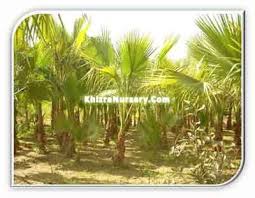 Washingtonia robusta and over 1000 other quality seeds for sale. Buy Washingtonia Robusta Mexican Fan Palm 3 4meter Khizra Nursery