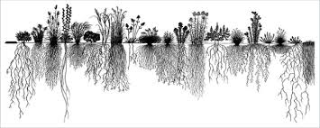 They remind us of who we really are and let us return to our state prairie garden moon nursery urban farmer chicago illinois native plants north america seeds gardens backyard. The Root Systems Of Different Prairie Plants Modified From United Download Scientific Diagram