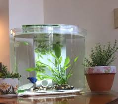 Betta Than A Bowl Betta Fish Aquariums Betta Tank Inspiration Betta Fish Tank Betta Betta Fish Care