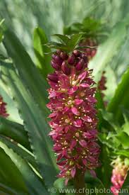 Image result for Eucomis zambesiaca