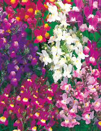 Image result for Linaria