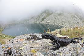 Image result for Isoglossa vulcanicola