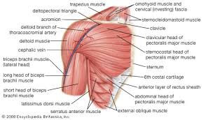 Serrare = to saw, referring to the shape, anterior = on the front side of the body) is a muscle that originates on the surface of the 1st to 8th ribs at the side of the chest and inserts along the entire. Human Muscle System Functions Diagram Facts Britannica