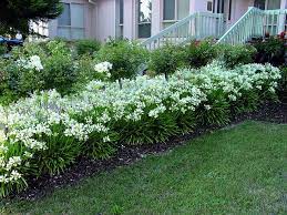 Snow Storm Agapanthus In The Border Agapanthus Garden Plants Easy Garden