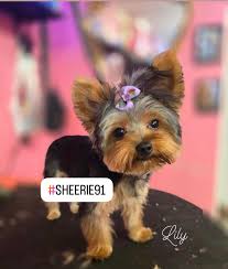 Today is my sweet boys Birthday 🎂