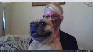 A dog rescue in boulder says it has run out of money and can no longer accept dogs until it brings in more money. Petline9 Meet Ruby A 5 Year Old French Bulldog 9news Com