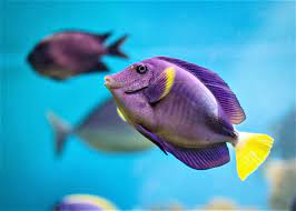 Also known as eugenol, clove oil is a sedative at low doses, but at higher doses it has been recommended by some researchers as an inexpensive way to euthanize fish, particularly small fish. How To Euthanize A Fish With Baking Soda Clove Oil Anesthetic