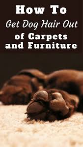 Vacuum the entire area you wish to clean to get rid of dirt and dust. How To Get Dog Hair Out Of Carpet And Furniture