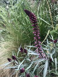 Image result for Lysimachia angustiloba