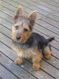Kitchenaid kettle australian terrier vs yorkshire. Australian Terrier Vs Yorkshire Terrier Breed Comparison