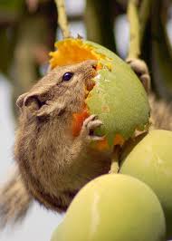 Pin By Kumari Vihansa On Cute Squirrel Cute Squirrel Squirrel Animals Images