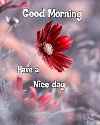 300 Beautiful Good Morning Images With Flowers 2021 Hd Pics Happy New Year 2021 Good Morning Roses Good Evening Greetings Good Morning Flowers Happy new year, 2021 numbers on green fir branches and holiday ornaments on white background. pinterest