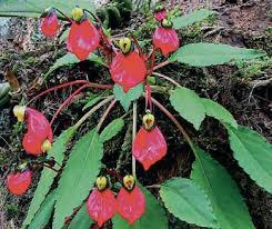 Image result for Impatiens keilii
