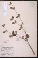 Image result for Ruellia patula