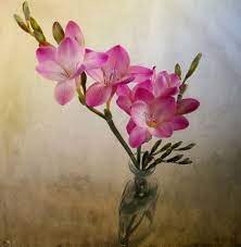 30 Pretty Flower Photos Freesia Flowers Flower Pictures Pretty Flowers Pictures