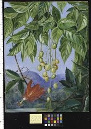 Image result for Clausena lansium