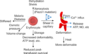 Image result for Red Blood Cell