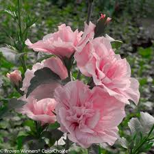 Flowers by sharon proudly serves shelbyville and the surrounding areas. Pink Chiffon Rose Of Sharon Hibiscus Syriacus Proven Winners