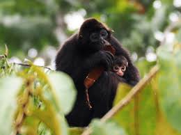 Belize monkey icon insects spider monkey isolated ateles geoffroyi baby animals portraits brown spider monkey spider monkey costa rica black spider monkey monkey draws monkey white. Conservation Area For The Brown Headed Spider And The Ecuadorian Capuchin Monkey Fondation Ensemble