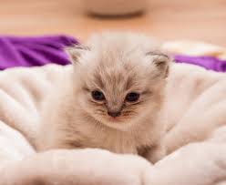 Check spelling or type a new query. Cara Merawat Kucing Persia Himalaya Jantan Dan Medium Umur 2 Bulan Kucing Persia