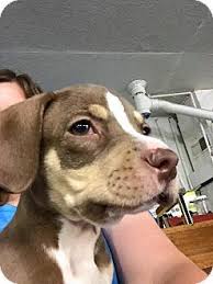 Sign up to the free course now. Pin On Adoptable Dogs