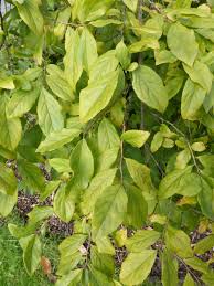 Image result for Embelia xylocarpa