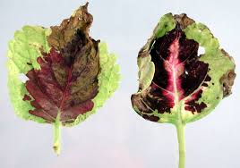 We did not find results for: Coleus Plectranthus Scutellarioides Downy Mildew Pacific Northwest Pest Management Handbooks