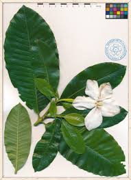 Image result for Gardenia resinifera