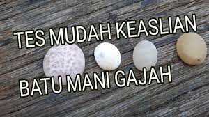 Berbeda dengan batu raja mani gajah pada umunya, batu mani gajah dari website ini merupakan batu raja mani gajah asli yang telah dimaksimalkan energinya dengan energi aura. Cara Tes Mani Gajah Asli Terbukti Paling Mudah Batu Keong Buntet Bulu Hanoman Permatanusakambangan Youtube
