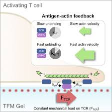 Maybe you would like to learn more about one of these? Cytoskeletal Control Of Antigen Dependent T Cell Activation Sciencedirect