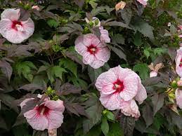 Maybe you would like to learn more about one of these? Hardy Hibiscus Plant Care Growing Guide