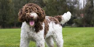 For the best experience, we recommend you upgrade to the latest version of chrome or safari. 10 Things You Didn T Know About The Spanish Water Dog