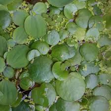 Image result for Caldesia parnassifolia