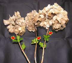Hydrangeas Pruning Techniques Tips Heritage Hydrangeas Pruning Hydrangeas Hydrangea Care When To Prune Hydrangeas