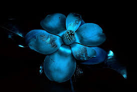 Image result for Infrared 2024 LC