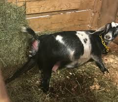 In some cases, goats can deliver earlier, at around 142 days, while in others they can take up to 155 days. 13 Goat Kidding Signs Simple Living Country Gal