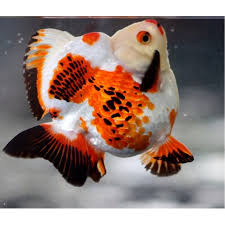 Excellent Colors On This Extra Stubby Tailed Ryukin Balik Hayvanlar Hayvanlar Alemi