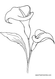 Some calla lily coloring may be available for free. Calla Lily Coloring Page Coloring Book Lilies Drawing Lily Drawing Calla Lily Drawing