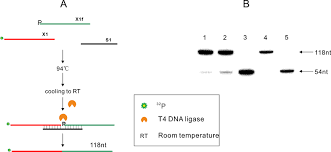 They catalyze the joining of two molecules, deriving the needed energy. Figure S5 Datp Could Serve As Cofactor Of T4 Dna Ligase Ligation Of Download Scientific Diagram