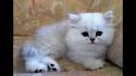 The Ever-so-grand Chinchilla: The Most Adorable Persian ...