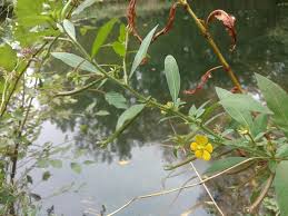 Image result for Ludwigia leptocarpa