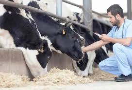 Hoy 10 de mayo 2021, celebramos el día del médico veterinario en colombia. Dia Del Veterinario En Colombia Contexto Ganadero Noticias Principales Sobre Ganaderia Y Agricultura En Colombia
