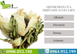 Hoa thiên sơn tuyết liên hay còn gọi là tuyết liên hoa được sinh trưởng ở đường tuyết độ cao 3000 mét tại tân cương biển thiên sơn, 6 năm nở hoa, ngoài việc chống lại nhiệt độ lạnh, đào thải những độc tố phức tạp, tái sinh nhiều chức năng dinh dưỡng, được ca ngợi cực phẩm trong dược. Thien SÆ¡n Tuyáº¿t Lien Hoa Cong Dá»¥ng Va Cach Dung Hiá»‡u Quáº£