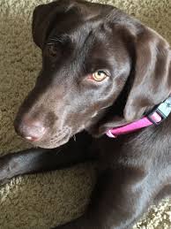 Abby 6 Month Old Chocolate Lab Chocolate Lab Chocolate Labrador Animals And Pets