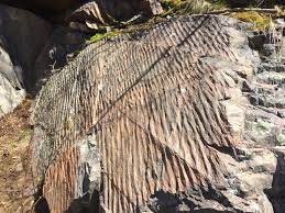 About 1% of these are paper cups. Looking For Old Sedimentary Rocks Ripple Marks In The Mississagi Quartzite 2 5 Ga Geology